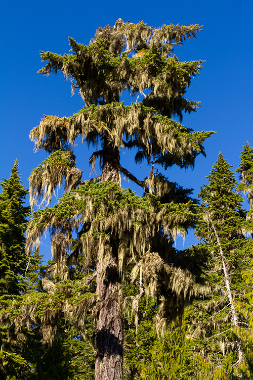 09-17 - 12.jpg - Strathcona Provincial Park, Vancouver Island, BC